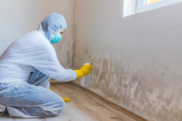 Licensed Basement Mold Removal service in Olivia, MN - WQB Mold Removal