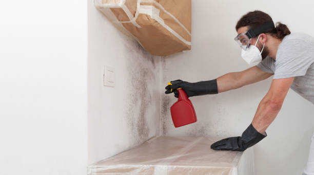 Professional Basement Mold Removal technician working in Olivia, MN
