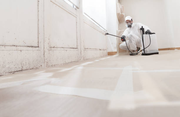 24/7 Emergency Basement Mold Removal experts in Olivia, MN