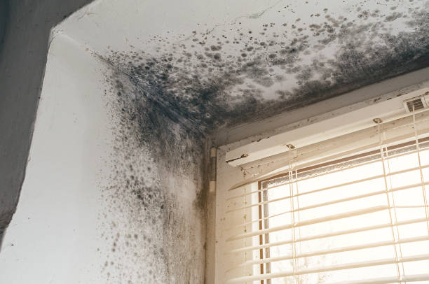 Affordable Basement Mold Removal solutions in Olivia, MN